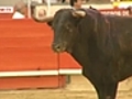 Bullfighting - art heritage or barbarism  | BahVideo.com