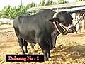 Shah Cattle Dabang | BahVideo.com