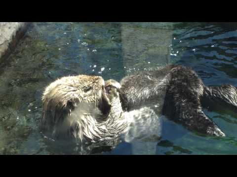 Otter massaging itself HD  | BahVideo.com