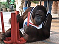 Coolest Orangutan Ever | BahVideo.com