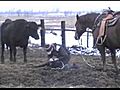 Tagging Calf With My Horse Cattle Handling  | BahVideo.com
