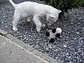 The lovely moment of our 5 months old westie  | BahVideo.com