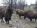 VIDEO Bison King at Trexler Nature Reserve | BahVideo.com