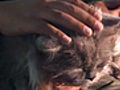 How To Massage Your Cat | BahVideo.com