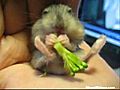 Le b b Hamster broccolivore | BahVideo.com