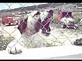 American bulldog fight kangal-type dog | BahVideo.com