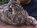 42-Pound Rabbit | BahVideo.com