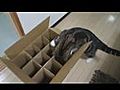 Cat Vs Box | BahVideo.com