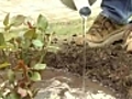 Planter un rosier | BahVideo.com