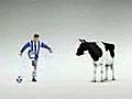Man Nd Cow Wid Ball | BahVideo.com