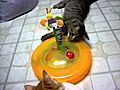 Merry X-mas Kitties | BahVideo.com