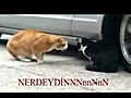 Sevgilisini f r alayan kedi altyaz l  | BahVideo.com