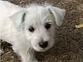 Hunde - Leinengef gigkeit | BahVideo.com