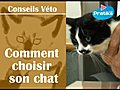 Comment choisir son chat | BahVideo.com