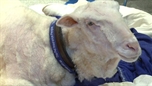 Ground breaking stem cell treatment on sheep | BahVideo.com