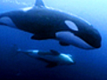 Killer Orcas | BahVideo.com