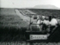 Wheat Harvesting with Reaper and Binder at Jimbour Qld 1899 - Clip 1 Wheat harvesting with a mechanical reaper | BahVideo.com