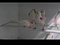 Stam femelles lipo mos rouges | BahVideo.com