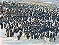 How penguins huddle up | BahVideo.com
