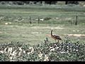 Long-billedCurlew-Younger chick in family in  | BahVideo.com