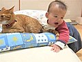 Baby Tries To Eat Cat Tail | BahVideo.com