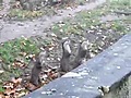 Nutrias excitadas en el Zoo | BahVideo.com