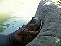 Hippo vs Watermelon | BahVideo.com