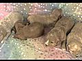 Cockapoo Puppies for Sale | BahVideo.com