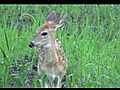 Whitetail Fawn - Having a Bad Day | BahVideo.com