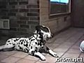YOYO dogs talking live | BahVideo.com