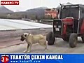 Trakt r eken Kangal K pe i | BahVideo.com