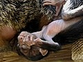 Baby Saki Monkey | BahVideo.com