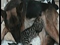 Kedi emziren k pek | BahVideo.com