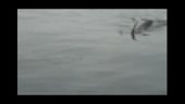 Whale Watchers Get a Dive-By | BahVideo.com