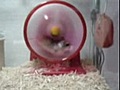 Hamster sale disparao de la rueda | BahVideo.com