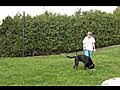 CesarMillanMyHero Flirt Pole amp Dog Massage with Sandra and Shadowdog | BahVideo.com