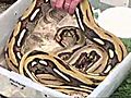 Nearly 80 Snakes Seized In Texas | BahVideo.com