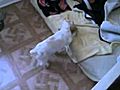 Cocker Spaniel Puppies-11 weeks | BahVideo.com