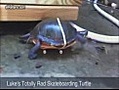 la tortuga mas rapida de el mundo | BahVideo.com