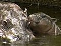 Baby Pygmy Hippo Takes First Swim | BahVideo.com