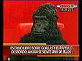 Anabela Ascar entrevista al gorila escritor 1 4 | BahVideo.com
