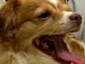 Vet warns that pet obesity epidemic is  | BahVideo.com