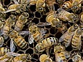 Cell Phone Usage May Be Deadly for Bees | BahVideo.com