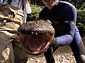 River Monsters Japanese Giant Salamander | BahVideo.com