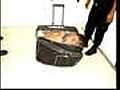 Mexico suitcase jailbreak bid | BahVideo.com