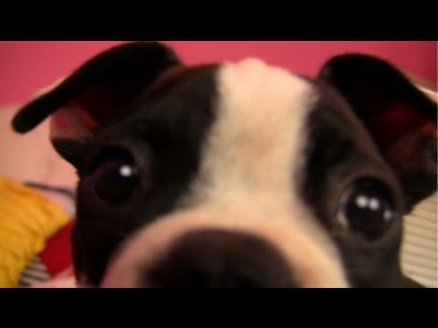 The no named puppy  | BahVideo.com