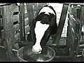 Crated Cruelty Undercover Veal Video MercyForAnimals | BahVideo.com