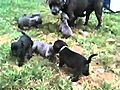 TP004354840 Staffordshire Bull Terrior Puppies  | BahVideo.com