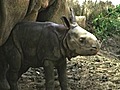 Newborn Rhinoceros | BahVideo.com