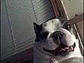 Boston Terrier pousse des cries etranges | BahVideo.com